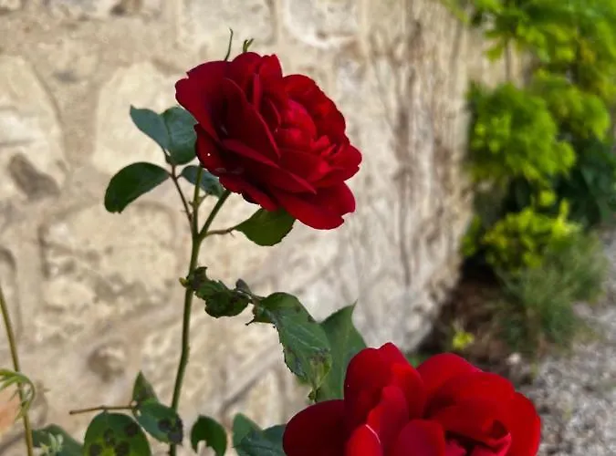 Apartment La Petite Brainoise - Avec Salle Jacuzzi 120 Jets